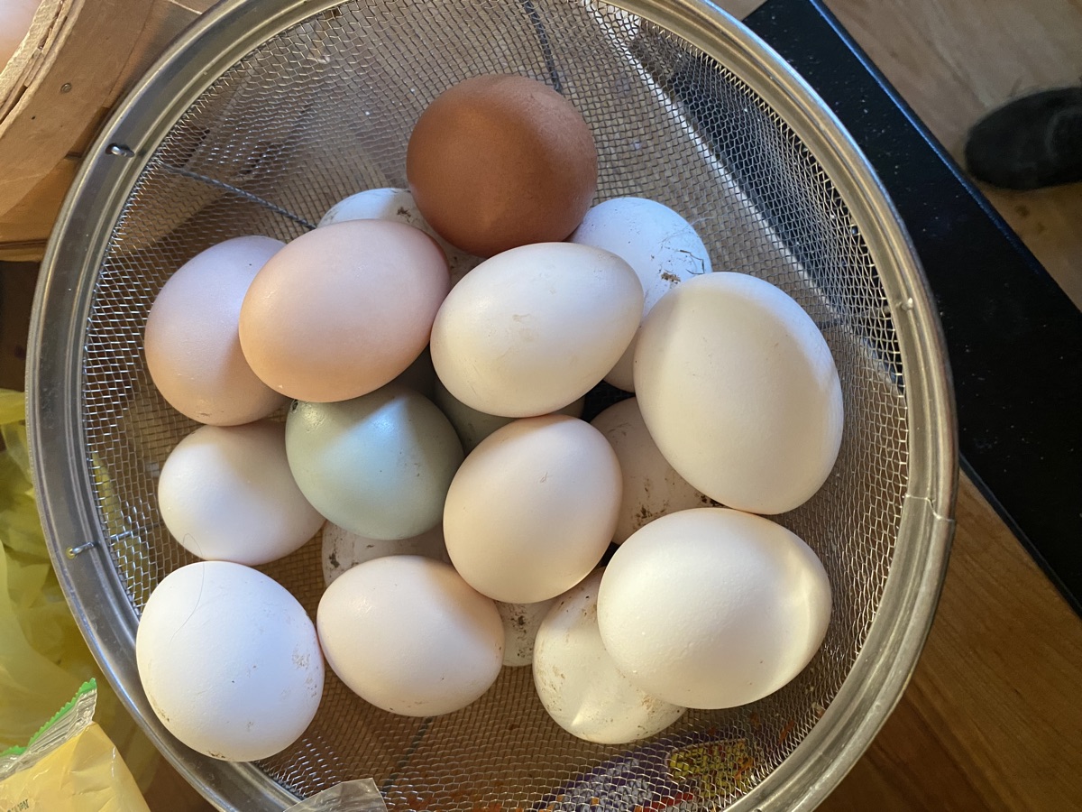 Farm fresh eggs in a colander